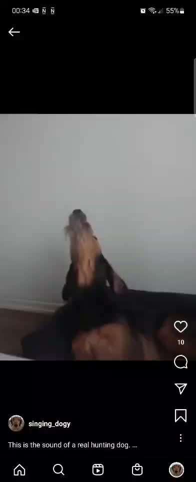 Typisch Jagdhund-Beitrag-Bild