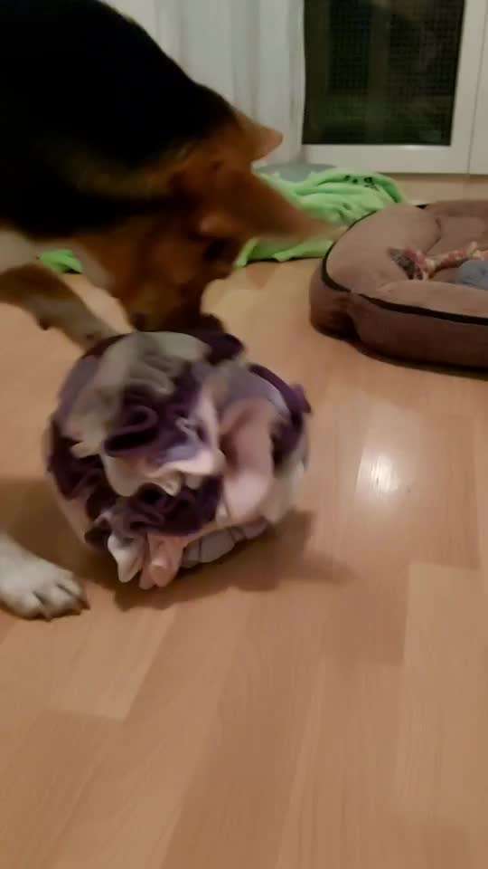 Nasenarbeit / Schnüffelspiele-Beitrag-Bild