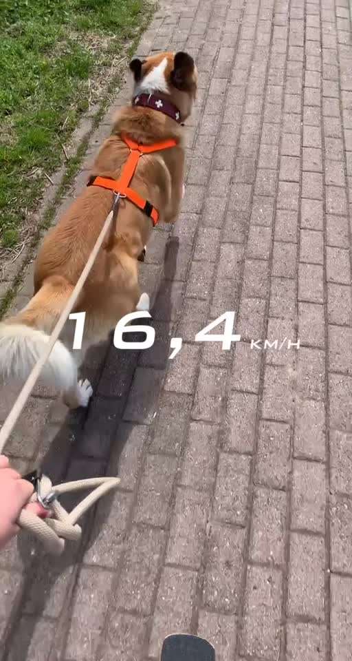 Fährt hier noch jemand mit seinem Liebling Skateboard oder Longboard ?-Beitrag-Bild