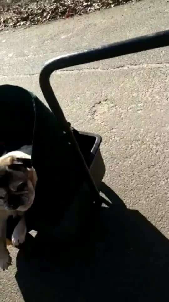 Brachycephale Hunderassen-Beitrag-Bild