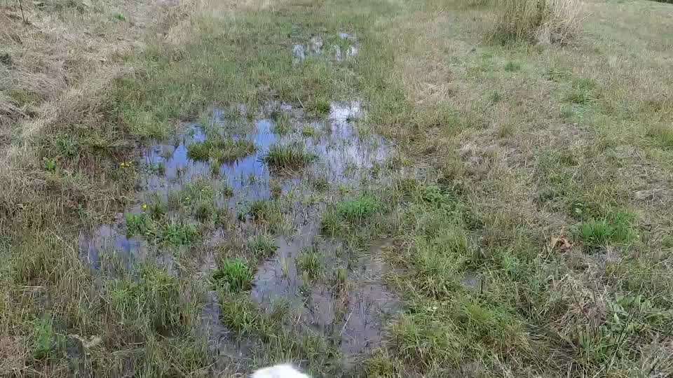 TierschutzhundeStammtisch🐕-Beitrag-Bild