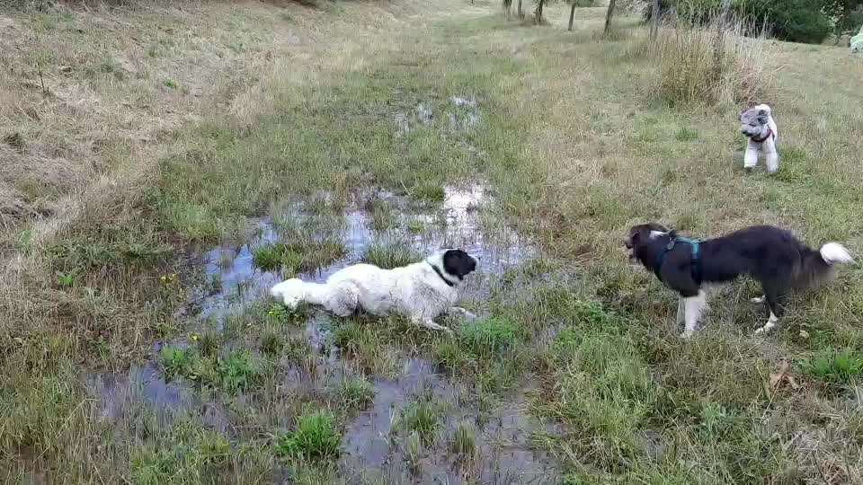 TierschutzhundeStammtisch🐕-Beitrag-Bild