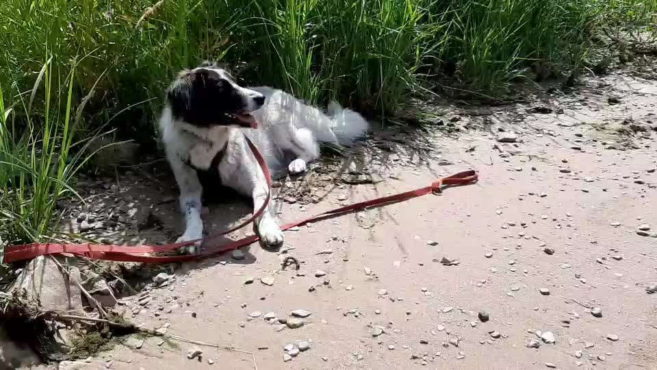 TierschutzhundeStammtisch🐕-Beitrag-Bild
