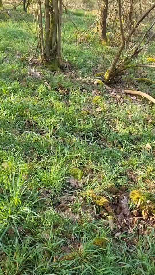 TierschutzhundeStammtisch🐕-Beitrag-Bild