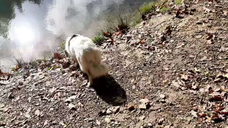 TierschutzhundeStammtisch🐕-Beitrag-Bild