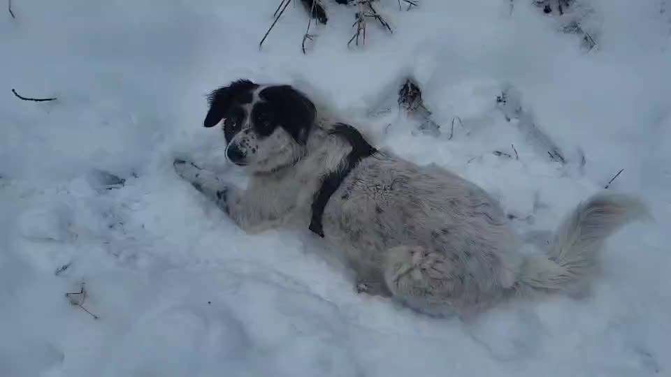 TierschutzhundeStammtisch🐕-Beitrag-Bild