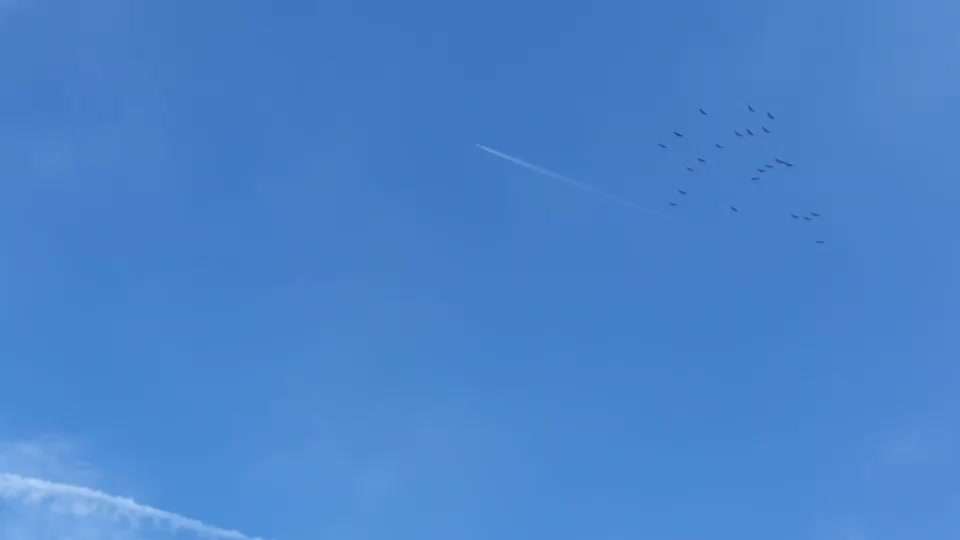 TierschutzhundeStammtisch🐕-Beitrag-Bild