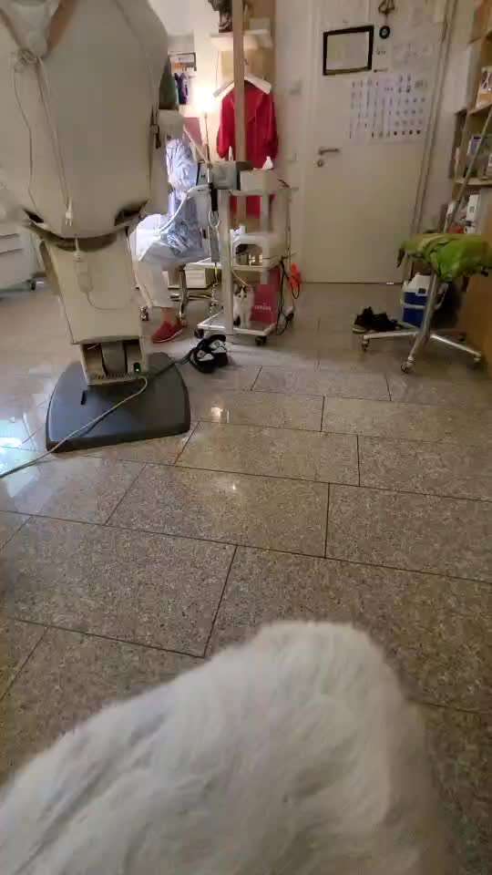 TierschutzhundeStammtisch🐕-Beitrag-Bild