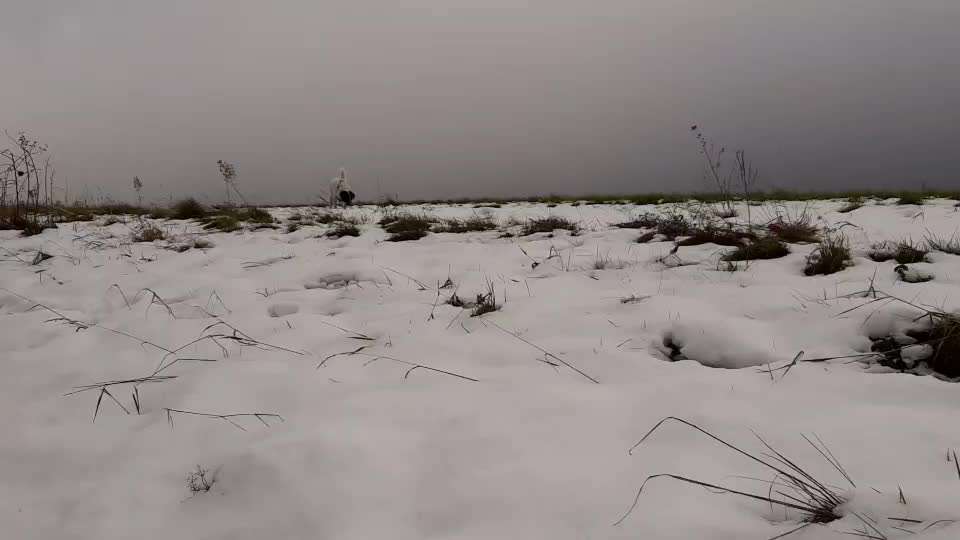 TierschutzhundeStammtisch🐕-Beitrag-Bild