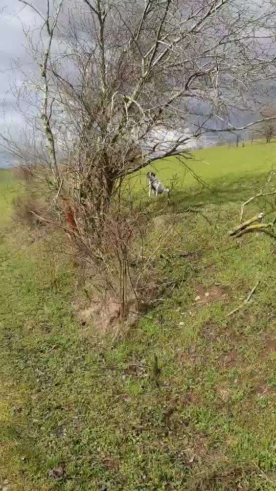 TierschutzhundeStammtisch🐕-Beitrag-Bild