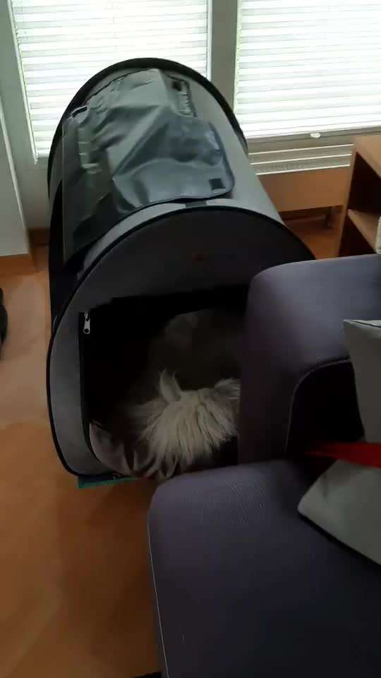 TierschutzhundeStammtisch🐕-Beitrag-Bild