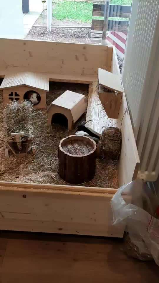 TierschutzhundeStammtisch🐕-Beitrag-Bild