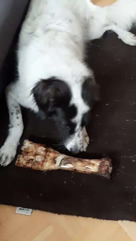 TierschutzhundeStammtisch🐕-Beitrag-Bild