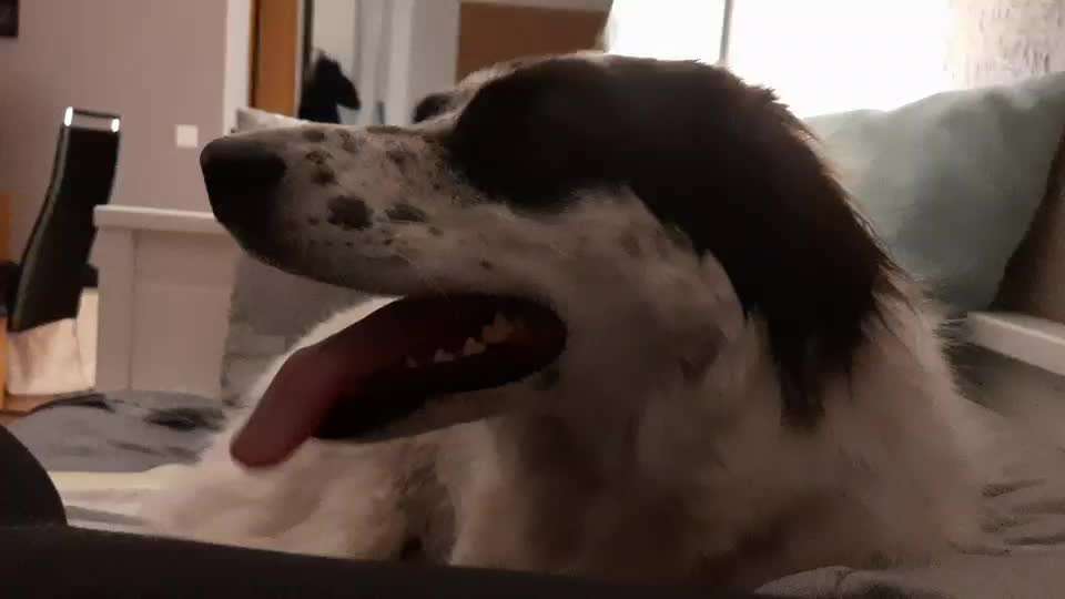 TierschutzhundeStammtisch🐕-Beitrag-Bild