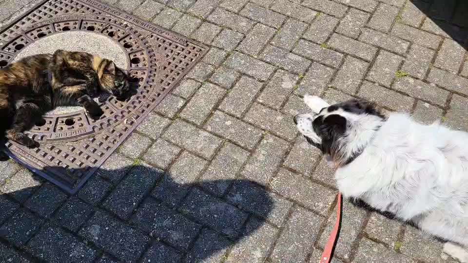 TierschutzhundeStammtisch🐕-Beitrag-Bild