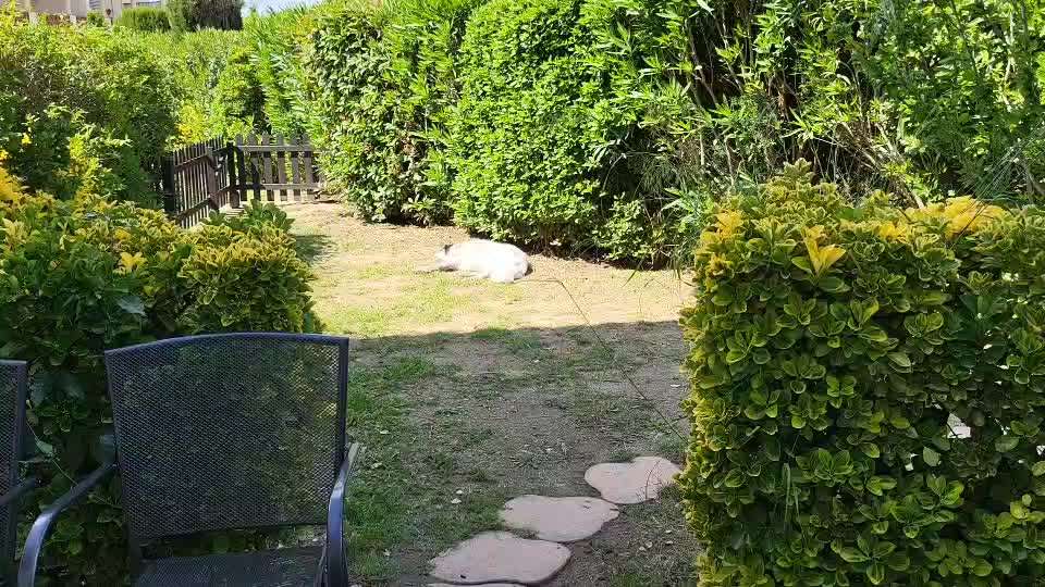 TierschutzhundeStammtisch🐕-Beitrag-Bild