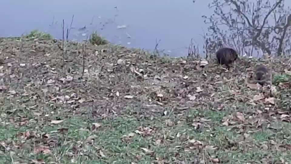 TierschutzhundeStammtisch🐕-Beitrag-Bild