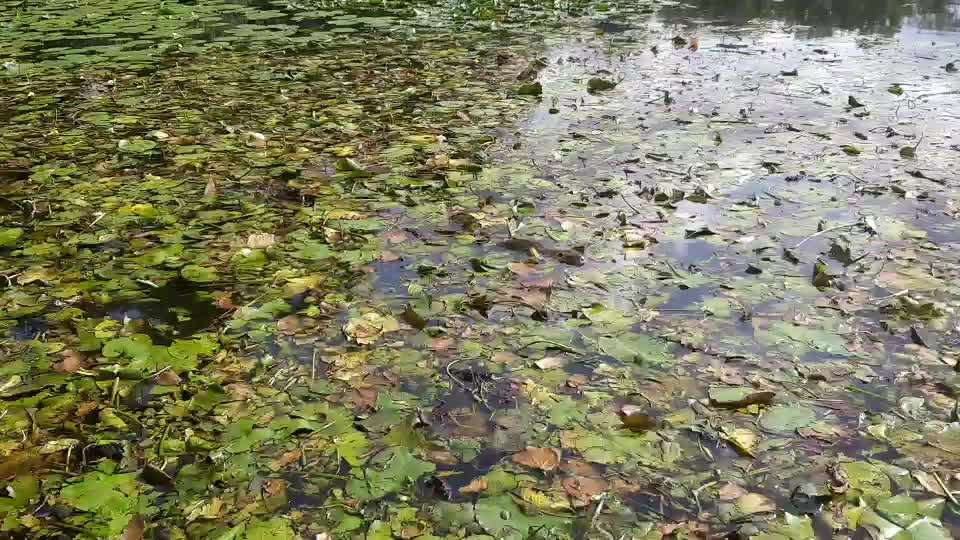 TierschutzhundeStammtisch🐕-Beitrag-Bild