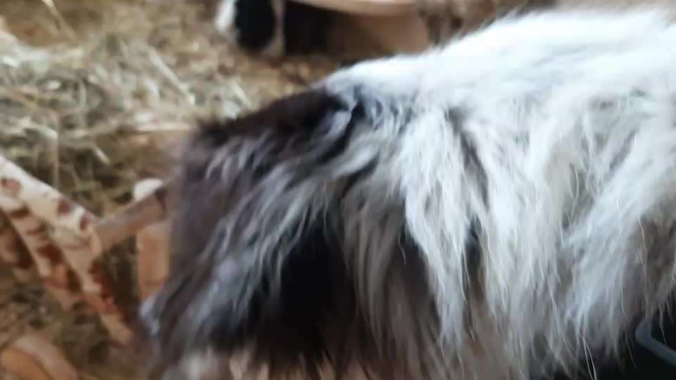 TierschutzhundeStammtisch🐕-Beitrag-Bild