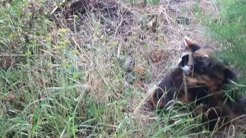 TierschutzhundeStammtisch🐕-Beitrag-Bild