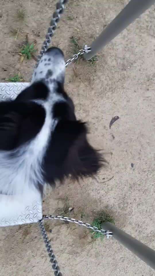 TierschutzhundeStammtisch🐕-Beitrag-Bild