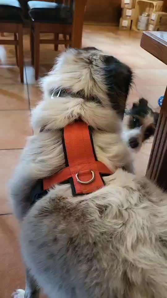 TierschutzhundeStammtisch🐕-Beitrag-Bild