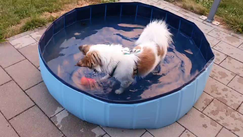 Mischlinge raten - Rätselspaß-Beitrag-Bild