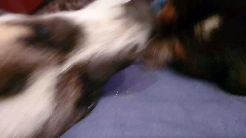 Erkennen Hunde ihre eigene Rasse?-Beitrag-Bild