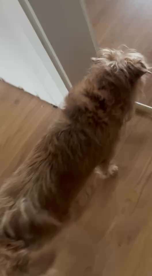 Leicht steifer Gang nach Liegen-Beitrag-Bild