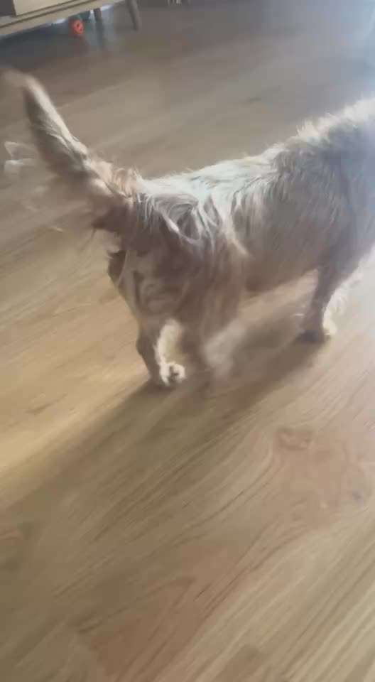 Leicht steifer Gang nach Liegen-Beitrag-Bild