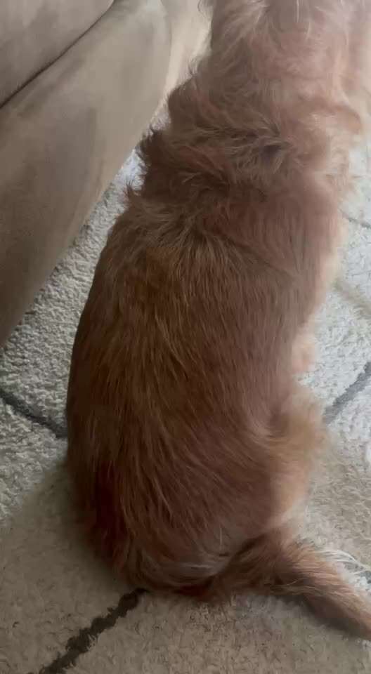 Leicht steifer Gang nach Liegen-Beitrag-Bild