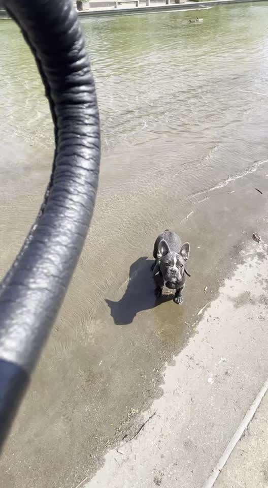 Französische Bulldoggen-Beitrag-Bild