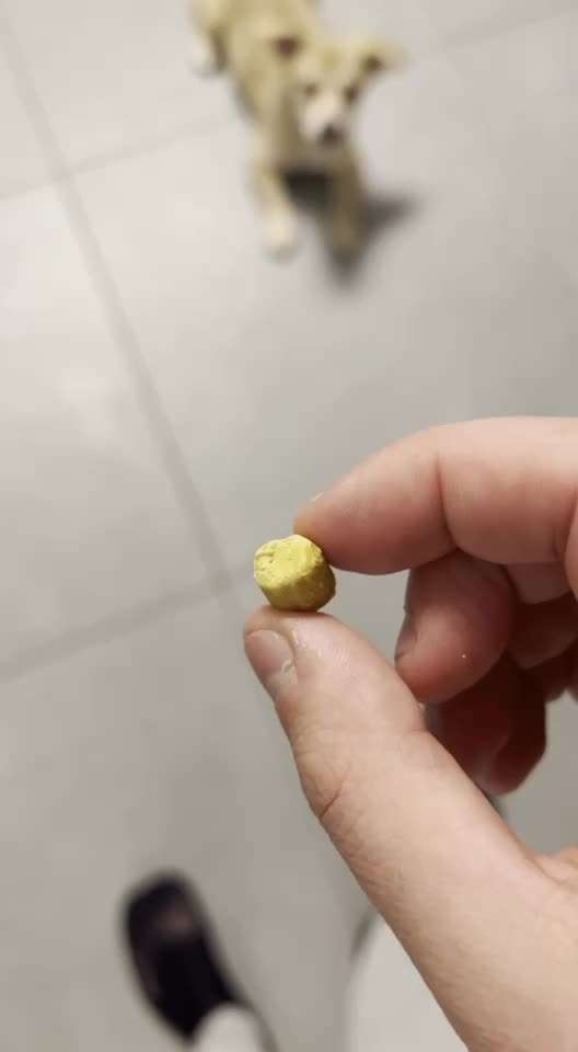 Welpe hat Gummi gefressen-Beitrag-Bild