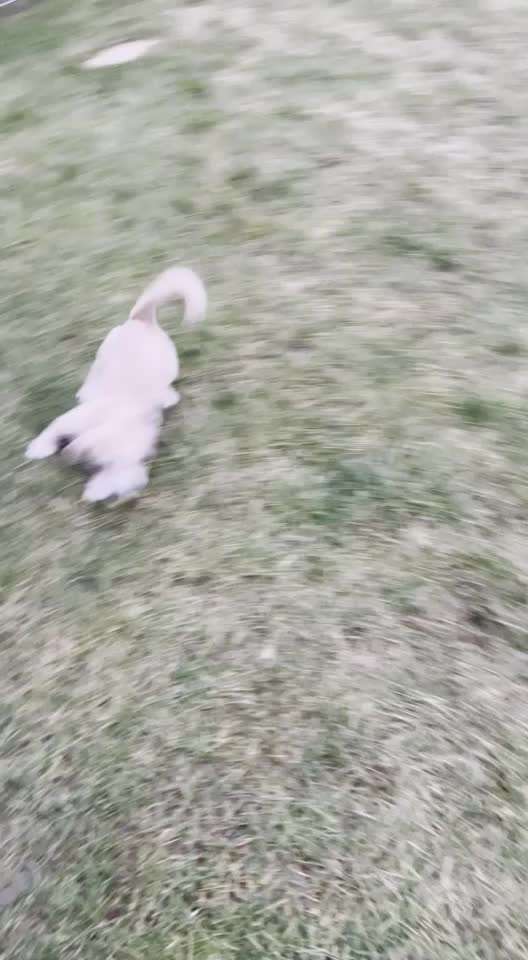 Welpe dreht in garten durch-Beitrag-Bild