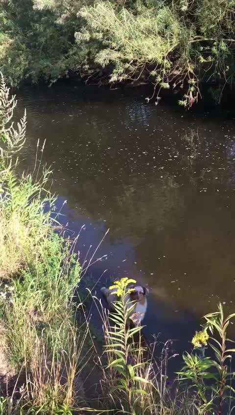 Zeigt hier Euer liebstes Video Eurer Hunde-Beitrag-Bild