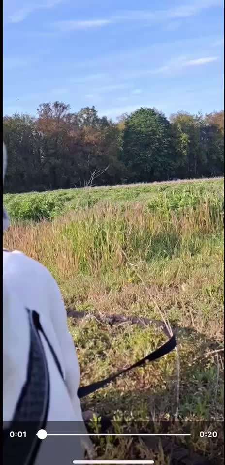 Qualzucht-Beitrag-Bild