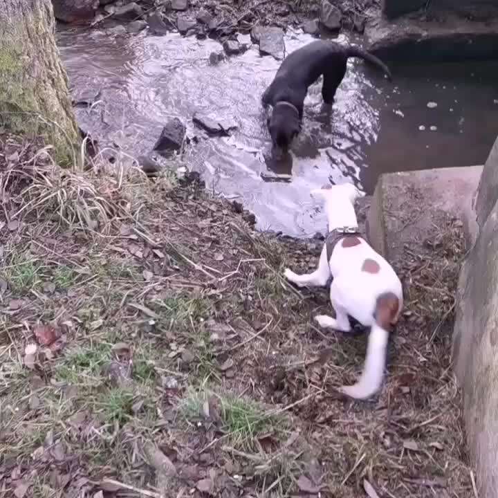 Bester Freund, Hundekumpel - zeigt her!-Beitrag-Bild