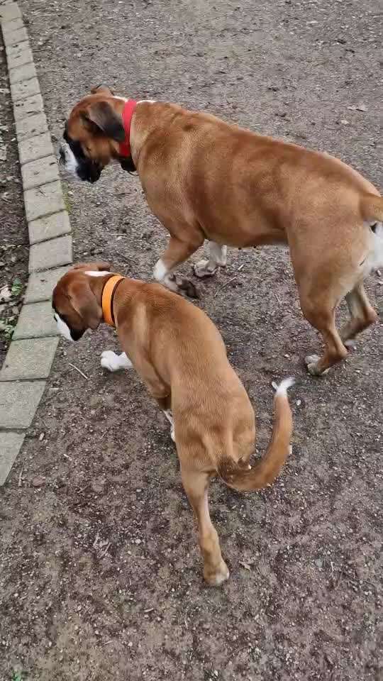 Boxer ???-Beitrag-Bild