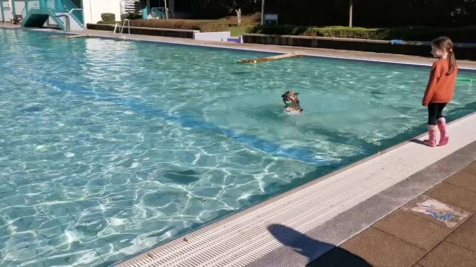 Alles rund um den Schäferhund, diskutieren erwünscht.-Beitrag-Bild