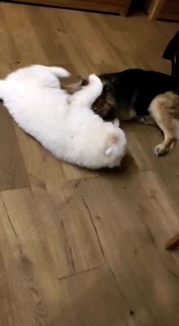 Samojede-Beitrag-Bild