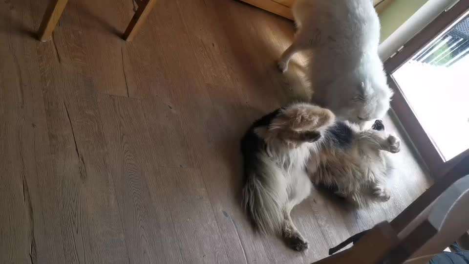 Samojede-Beitrag-Bild