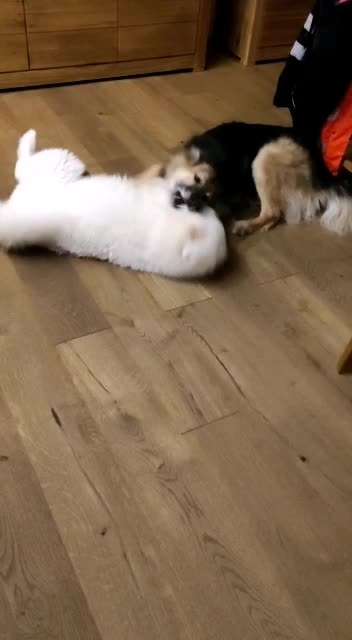 Samojede-Beitrag-Bild