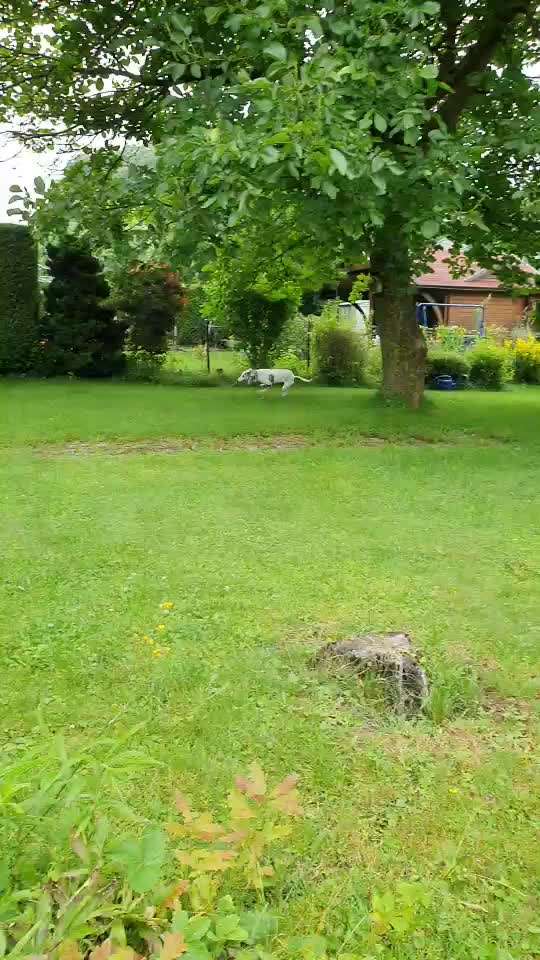 Windhunde - Treffen der besonderen Schönheiten
HERZLICH WILLKOMMEN-Beitrag-Bild