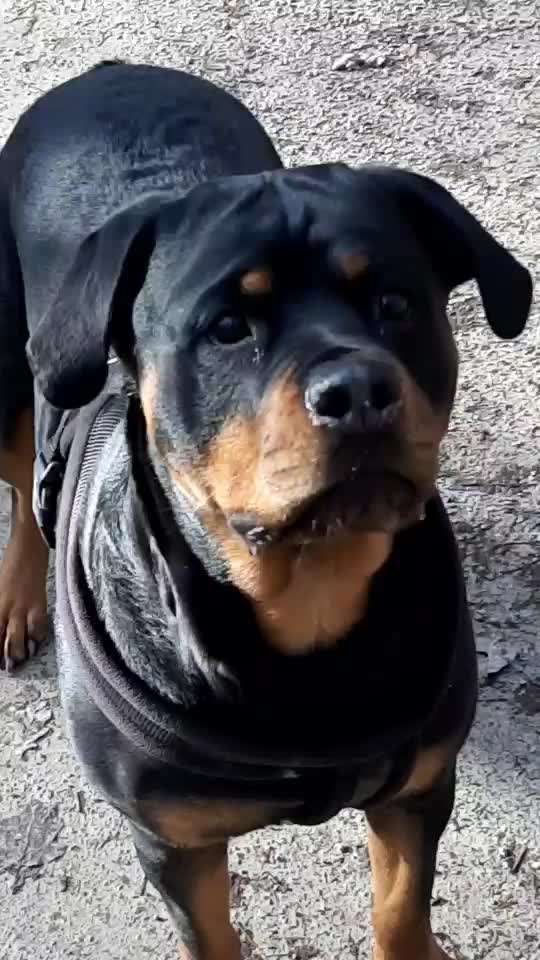 Zeigt hier Euer liebstes Video Eurer Hunde-Beitrag-Bild