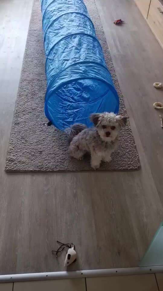 Handy Video Challenge Nr.36 Indoorbespaßung-Beitrag-Bild