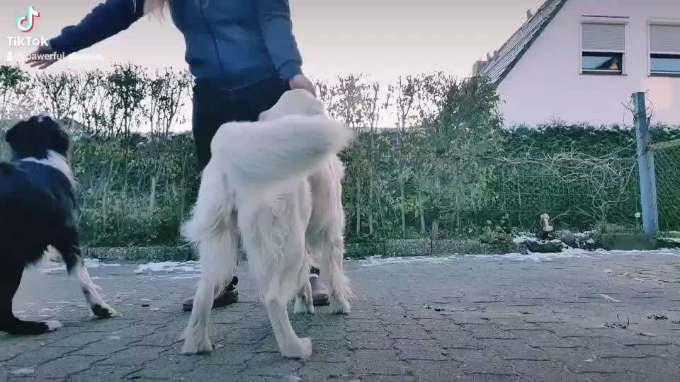 Trickdogging-Beitrag-Bild