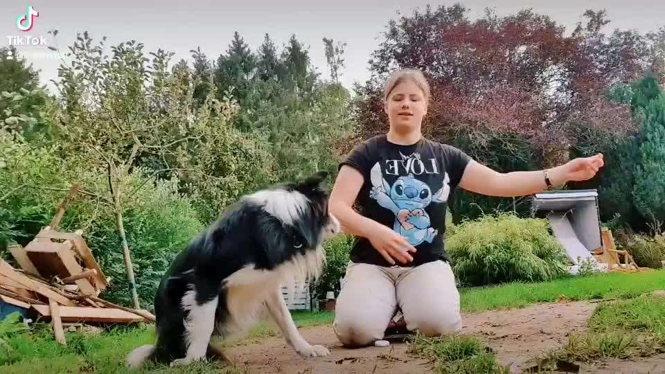 Trickdogging-Beitrag-Bild