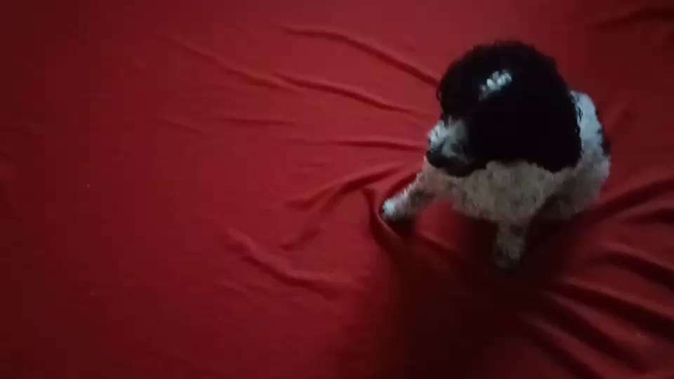 𝕋ℝ𝕀ℂ𝕂 ℂℍ𝔸𝕃𝕃𝔼ℕ𝔾𝔼 ℕℝ. 𝟚-Beitrag-Bild