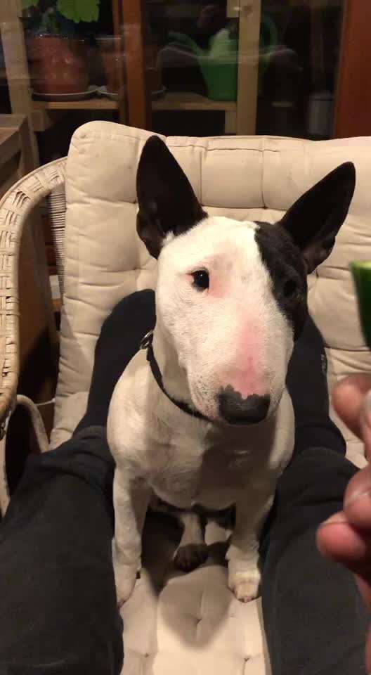 Miniatur Bull Terrier-Beitrag-Bild