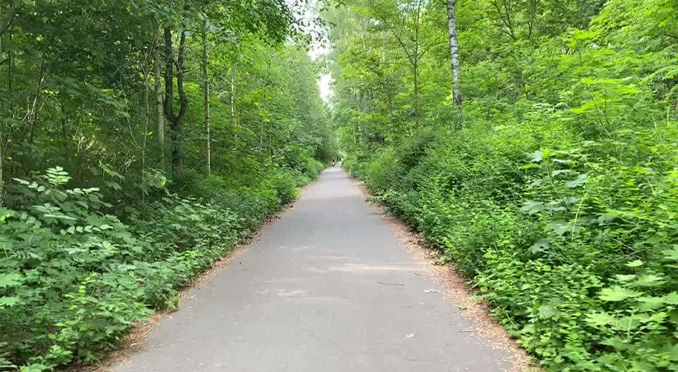 Miniatur Bull Terrier-Beitrag-Bild